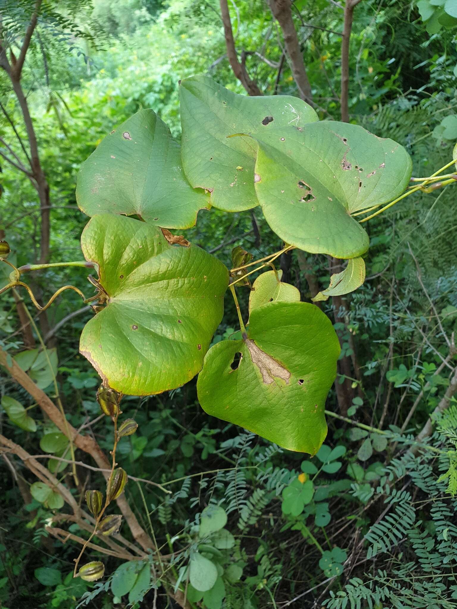 Sivun Dioscorea sambiranensis R. Knuth kuva