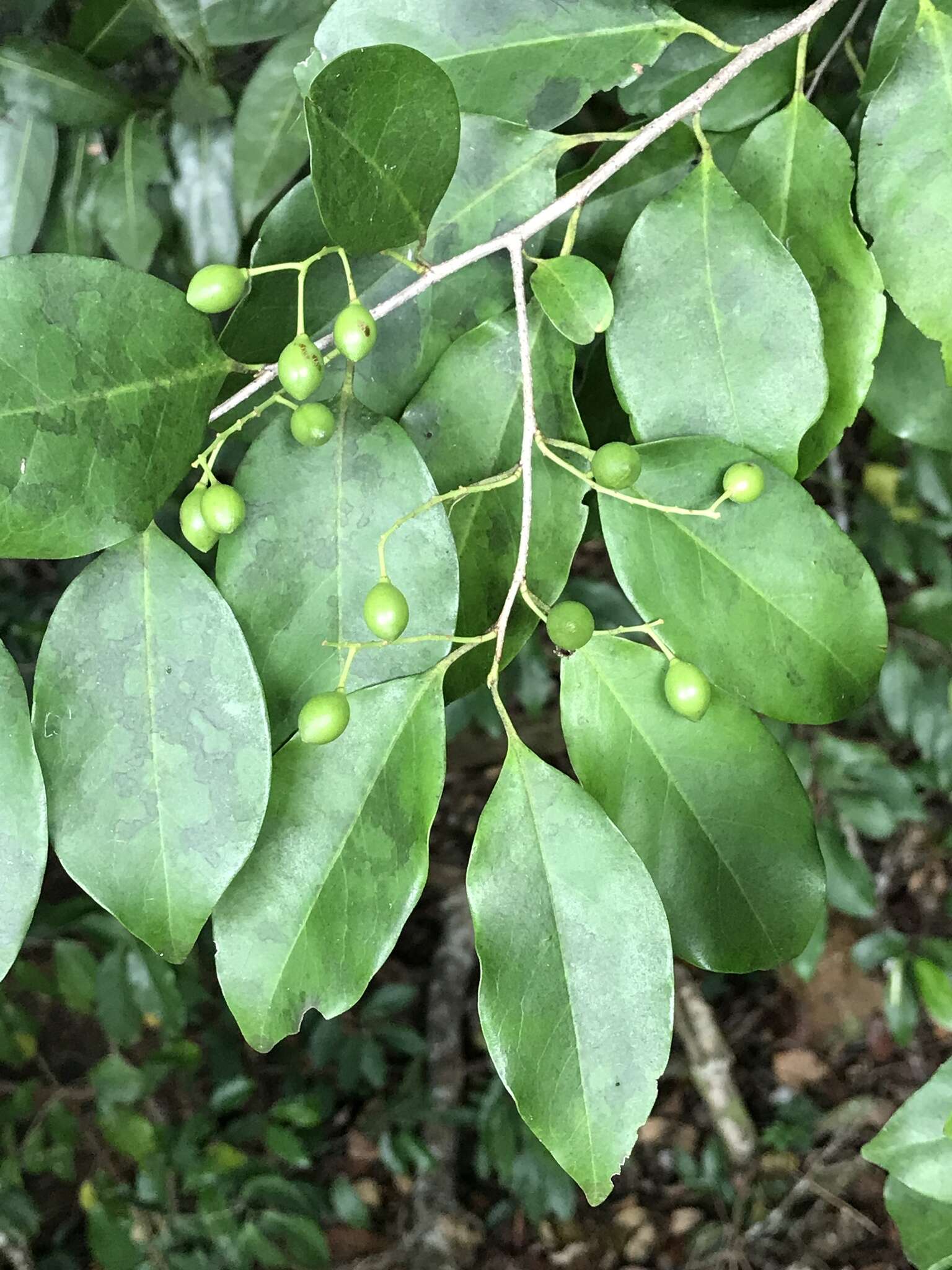 Imagem de Prunus myrtifolia (L.) Urban