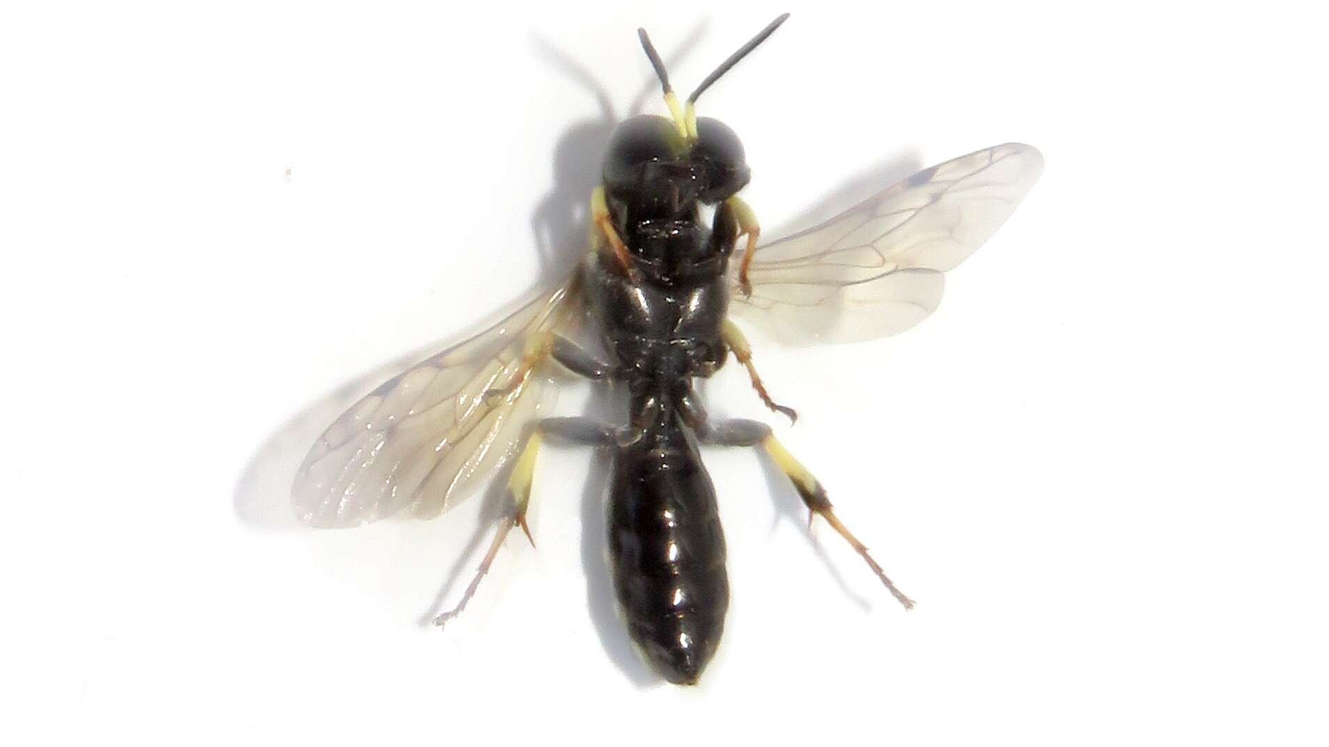 Image of Crossocerus maculipennis (F. Smith 1856)