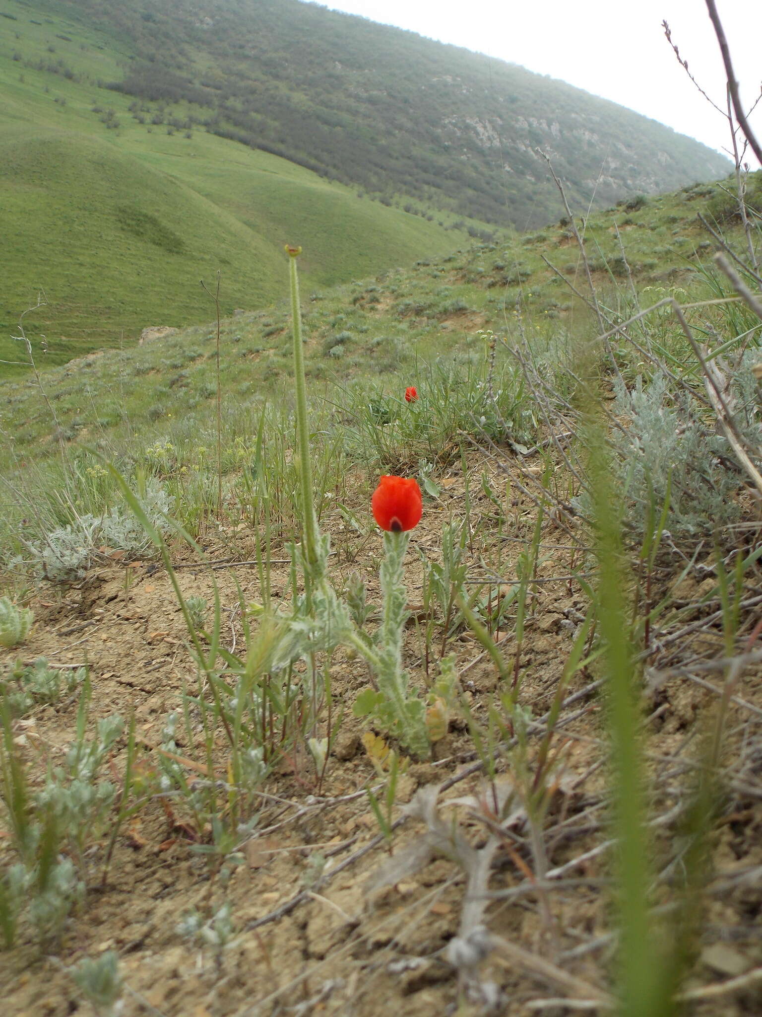 Image of blackspot hornpoppy