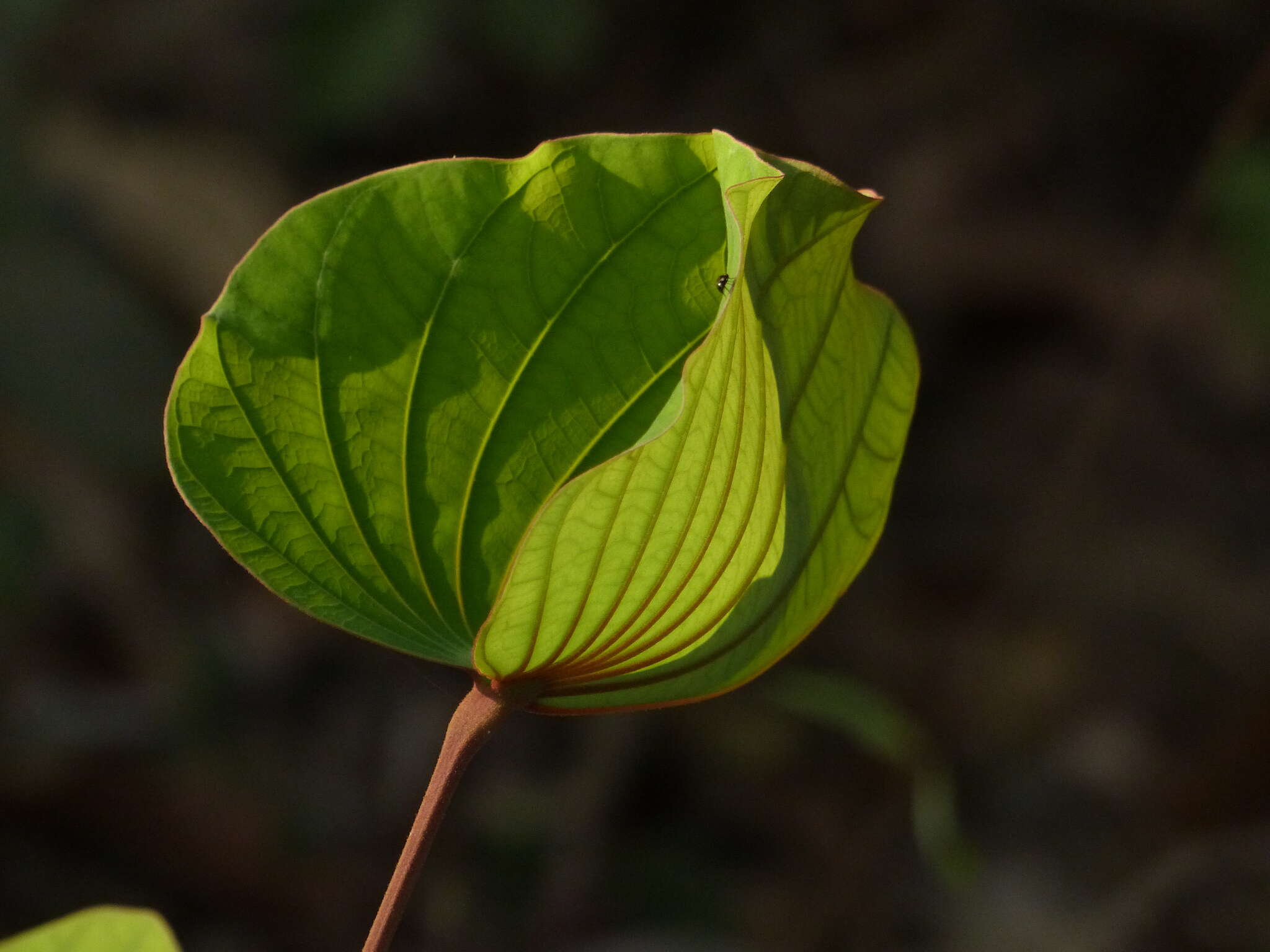 Image of Bauhinia foveolata Dalzell