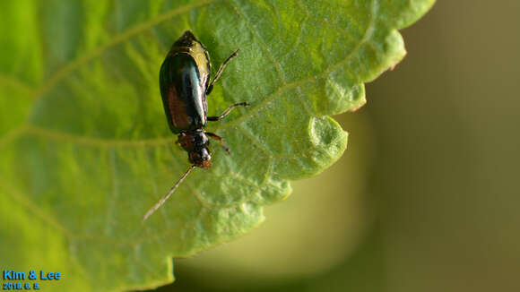 Image of <i>Fleutiauxia armata</i>