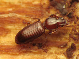 Image of Clivina (Paraclivina) ferrea Le Conte 1857