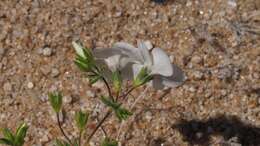 Image of golden linanthus