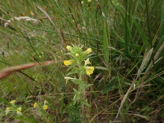 Image of Yellow Glandweed