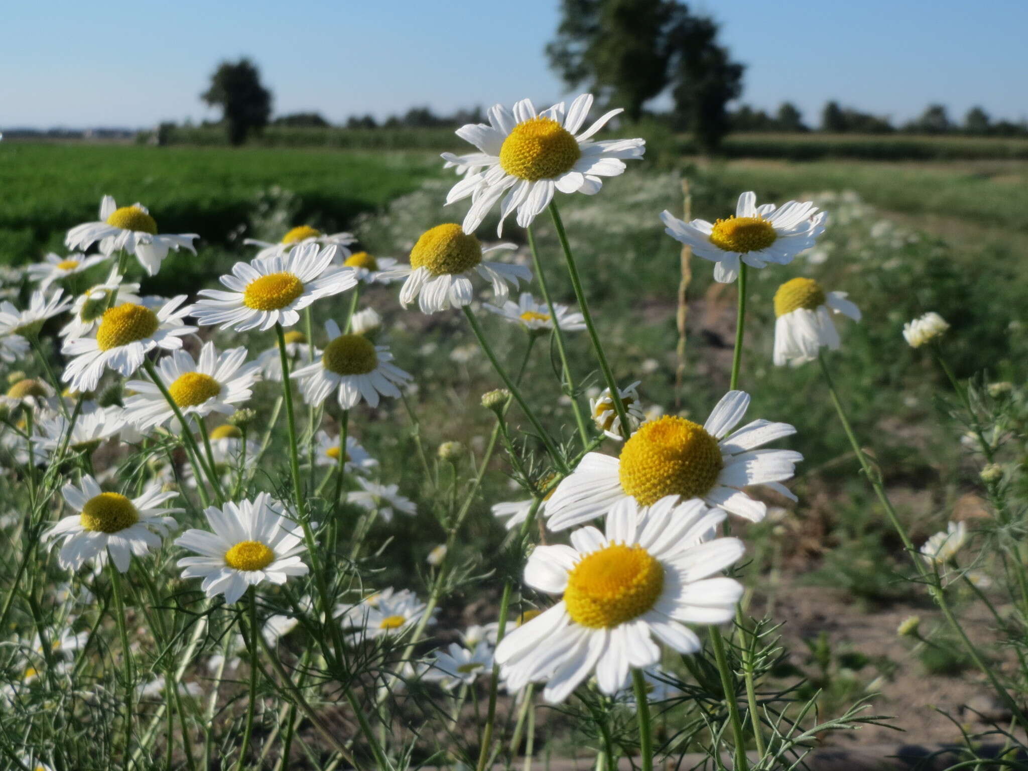 Image of scentless false mayweed