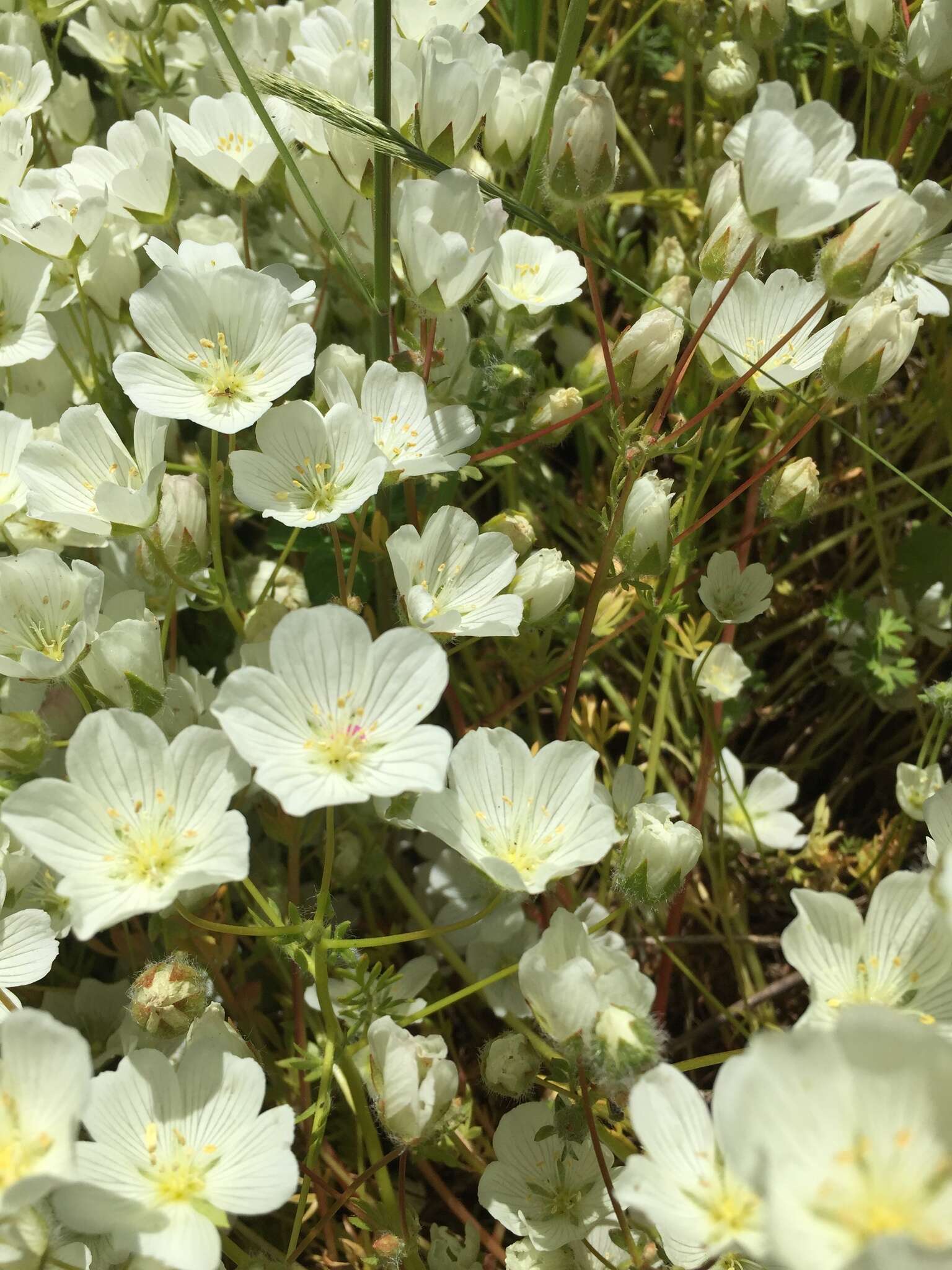 Image of white meadowfoam