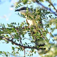 Image of Dark-billed Cuckoo