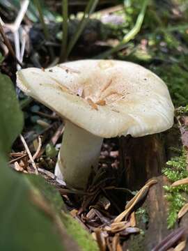 Image of Russula crassotunicata Singer 1938