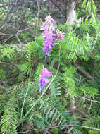 Image of bird vetch