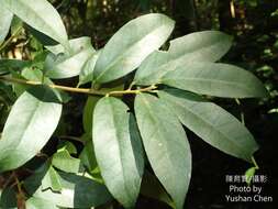 Ilex formosana Maxim. resmi