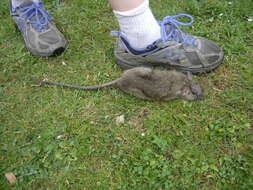 Image of Black Rat