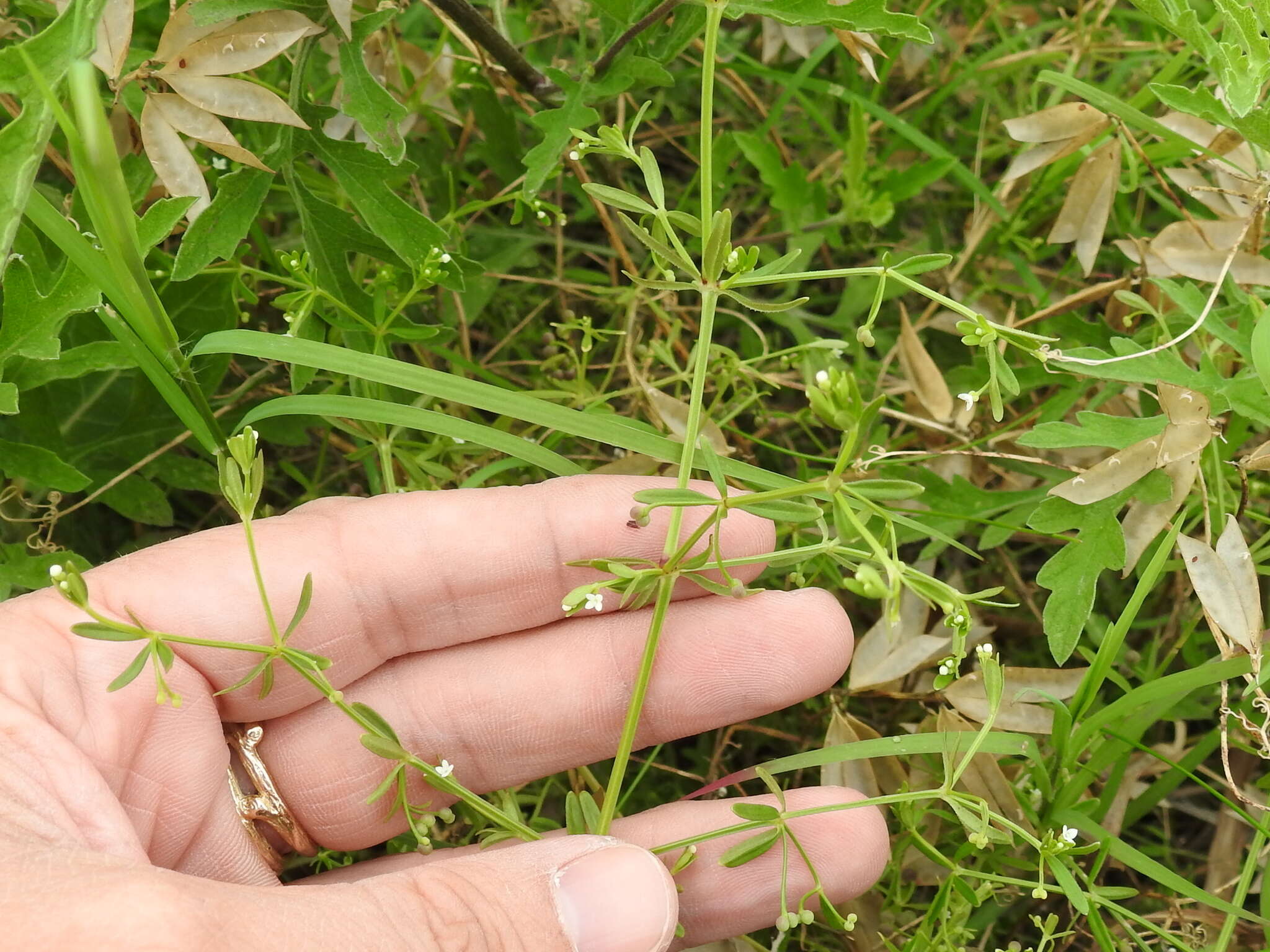 Plancia ëd Galium obtusum Bigelow