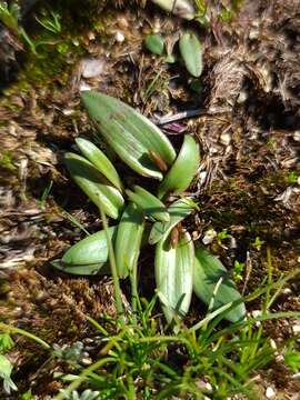 Image of Elbow orchids