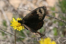 Erebia epistygne Hübner 1816 resmi