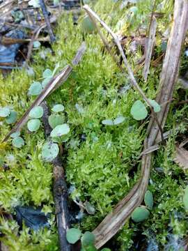 Image of calliergon moss