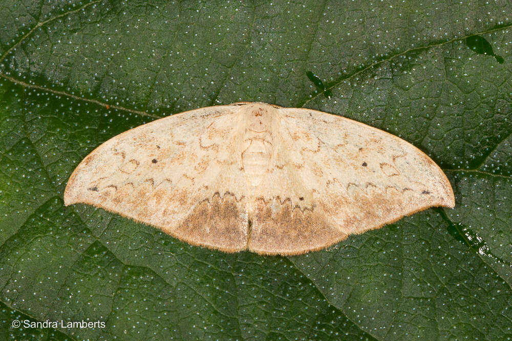 Image of Strepsigonia diluta Warren 1897