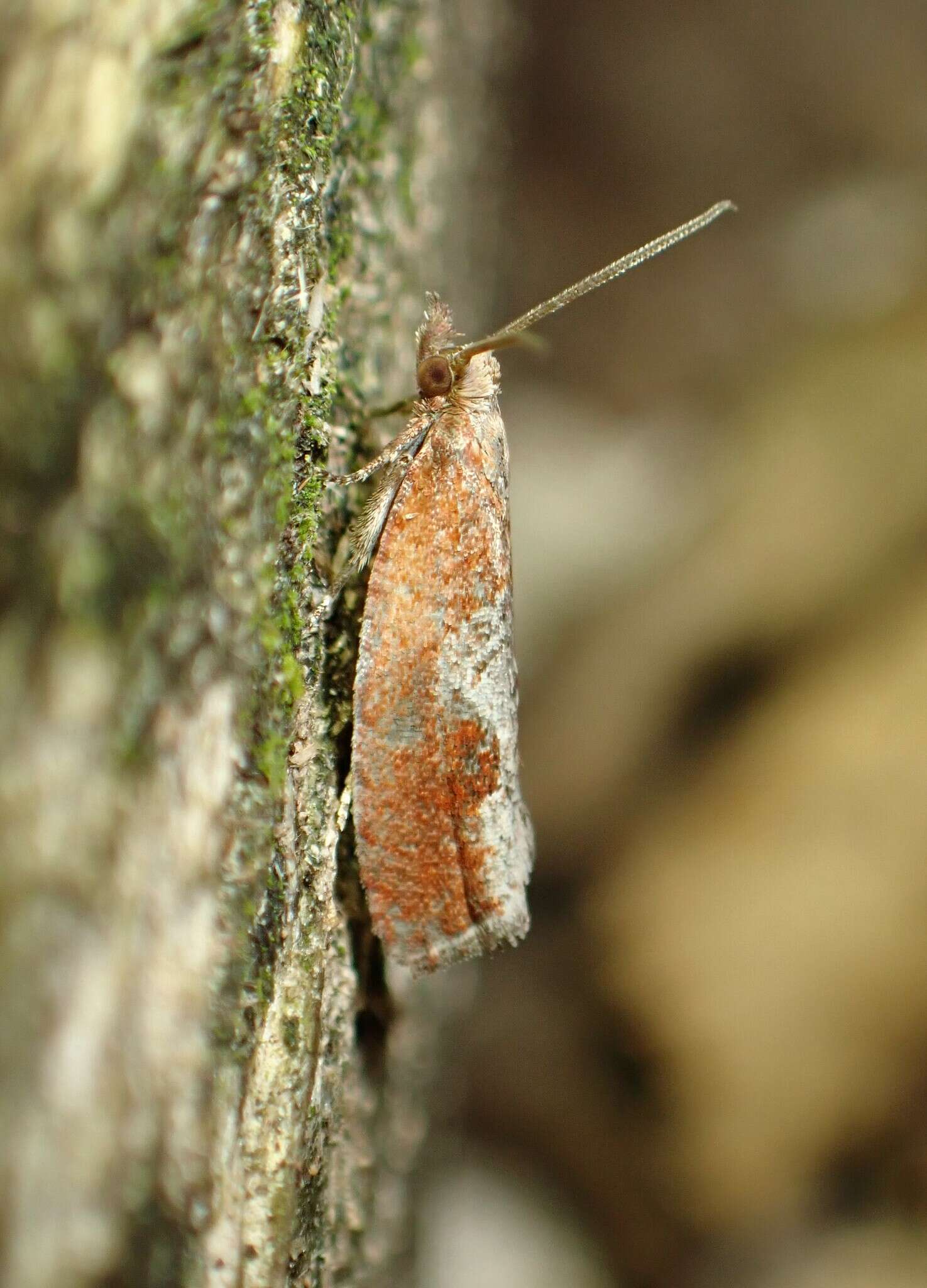 Image of Epinotia septemberana Kearfott 1907