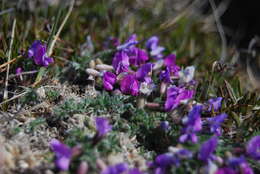 Image of arctic locoweed