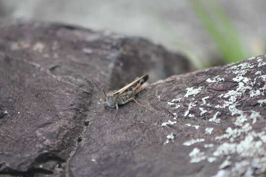 Image of Heteropternis obscurella (Blanchard & E. 1853)