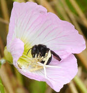 Image of Melissodes bimaculatus (Lepeletier 1825)