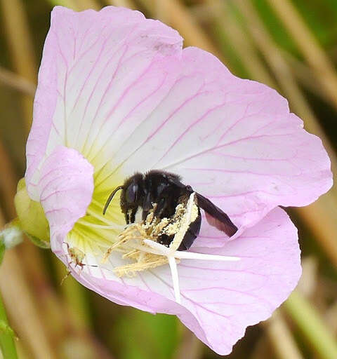 Imagem de Melissodes bimaculatus (Lepeletier 1825)