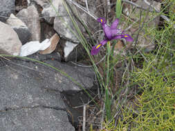 Image of Iris filifolia Boiss.