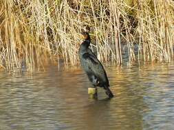 Plancia ëd Phalacrocorax carbo carbo (Linnaeus 1758)