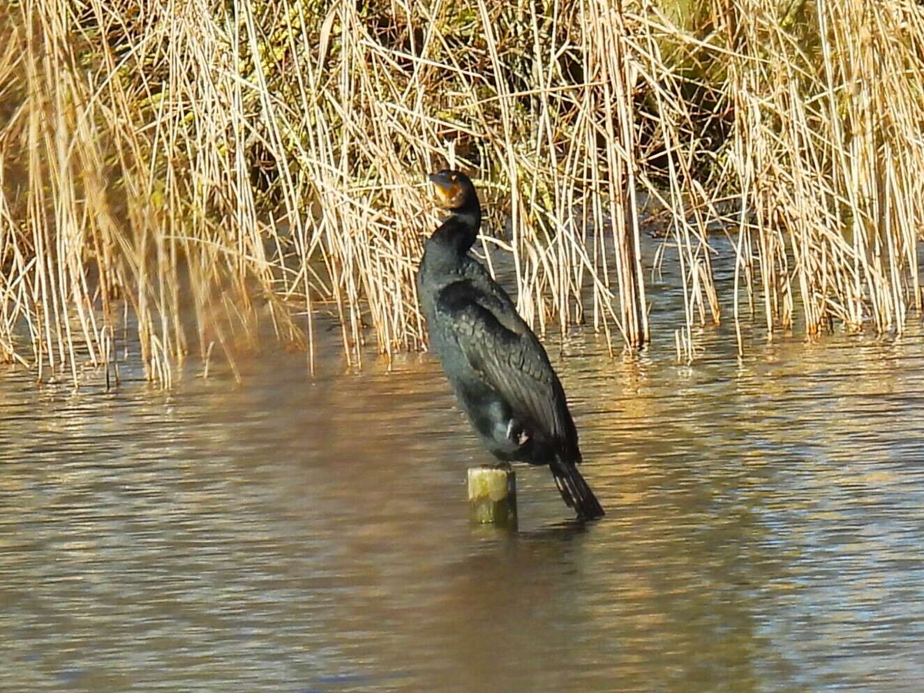 Image of Phalacrocorax carbo carbo (Linnaeus 1758)