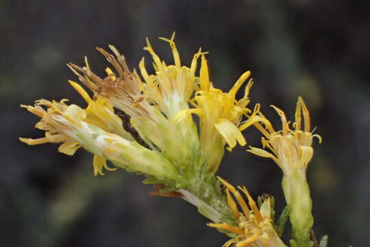 Image of Palmer's rabbitbrush