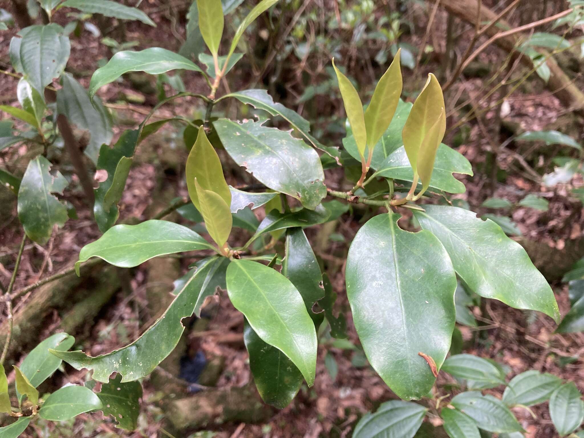 Слика од Illicium anisatum L.