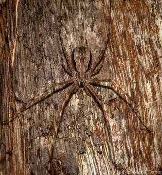 Image of Tamopsis fickerti (L. Koch 1876)