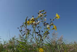 Image of marsh sow-thistle