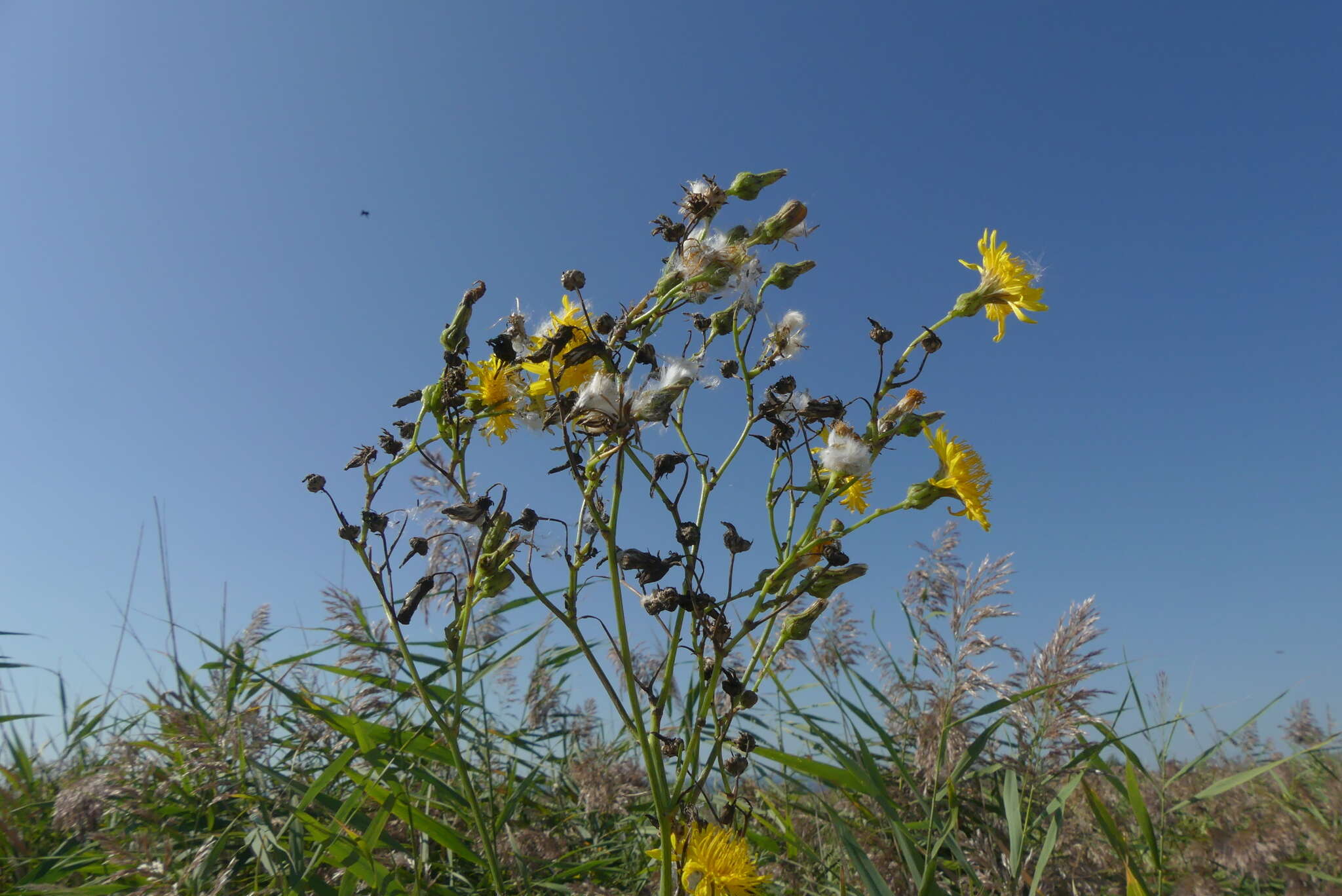 Image of marsh sow-thistle