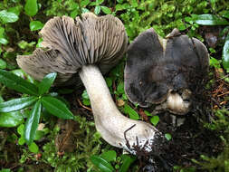 Image of Tricholoma atroviolaceum A. H. Sm. 1944