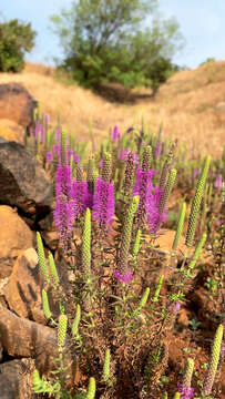 Image of Pogostemon deccanensis (Panigrahi) Press