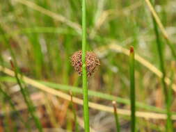 Image of Chorizandra sphaerocephala R. Br.