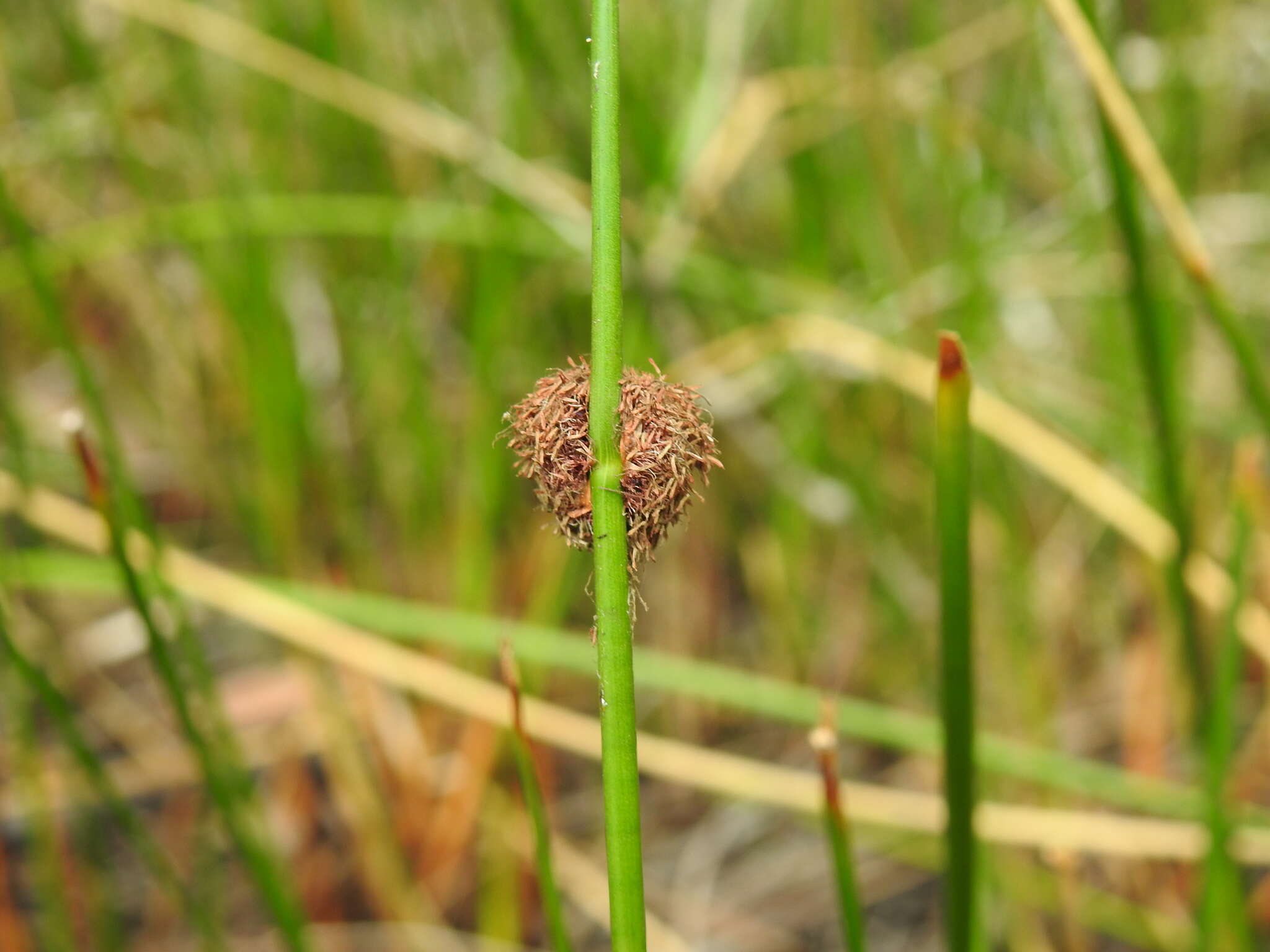 Image of Chorizandra sphaerocephala R. Br.