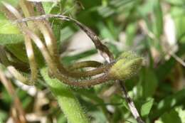 Image of diffuse spiderwort