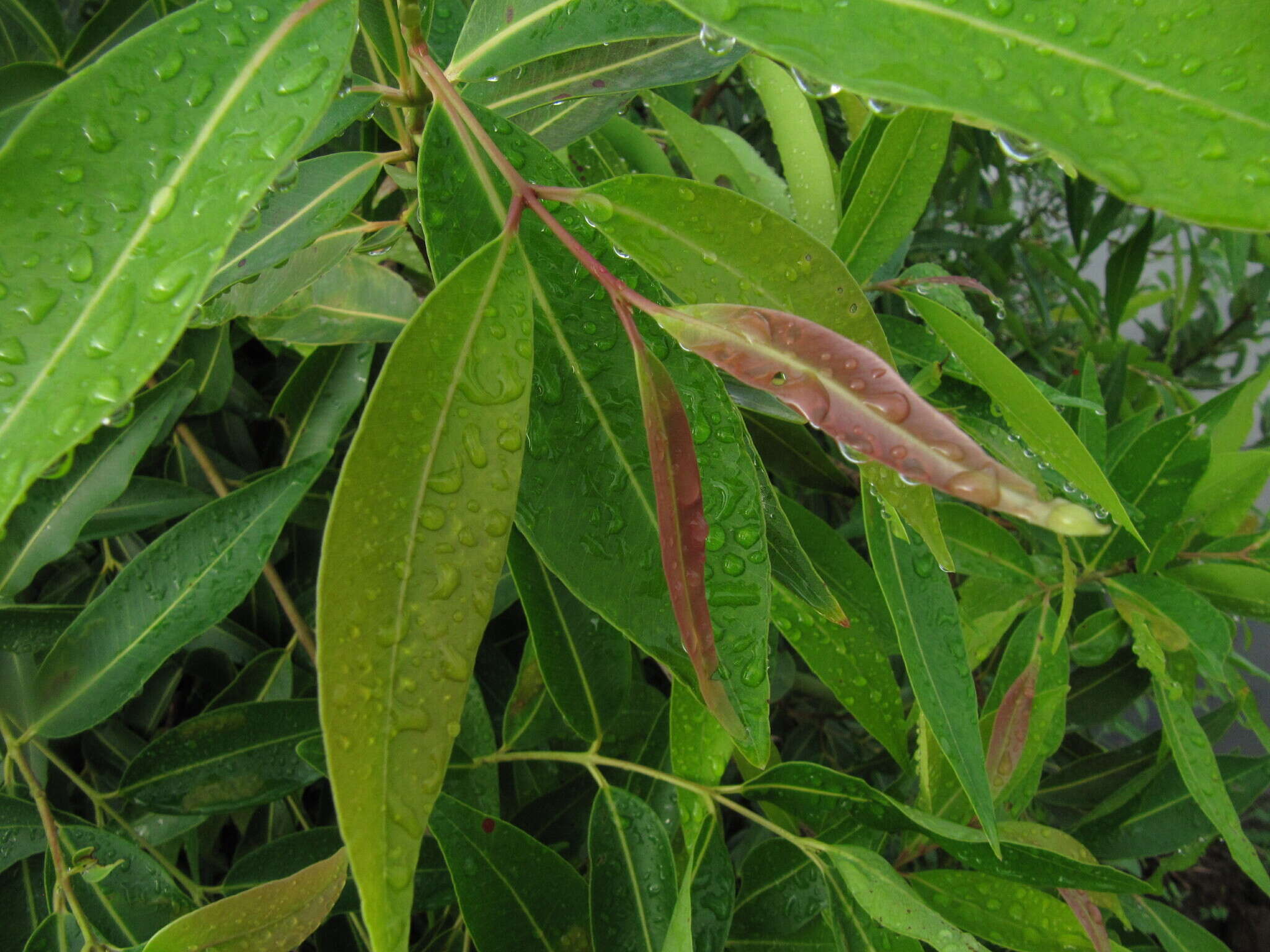 Image de Syzygium salicifolium (Wight) J. Grah.