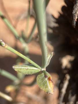 Image of Zion buckwheat