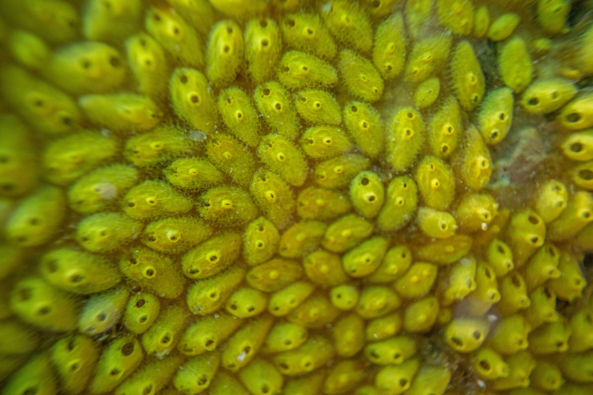 Image of Ascidian