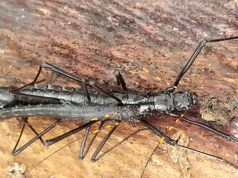 Image of Atratomorpha similia Conle, Hennemann & Gutiérrez 2011