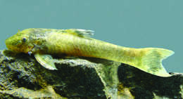 Image of Hisonotus hungy Azpelicueta, Almirón, Casciotta & Koerber 2007