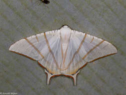 Image of Ourapteryx claretta Holloway 1982