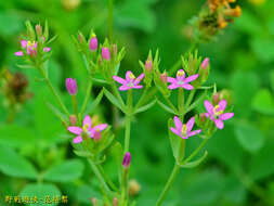 Image of Centaurium pulchellum var. altaicum (Griseb.) Kitagawa & H. Hara