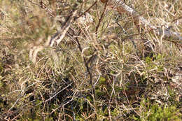 Image of Allocasuarina muelleriana subsp. muelleriana