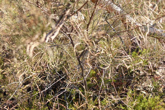 Image of Allocasuarina muelleriana subsp. muelleriana