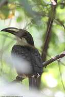 Image of Ceylon Grey-Hornbill