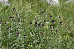 Image of Centaurea calocephala Willd.